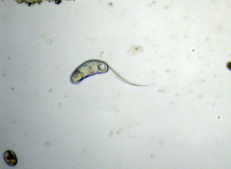 Larva di ascidiacea?